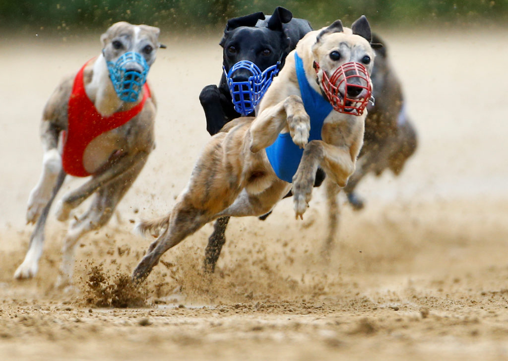 Betting on Dog Racing